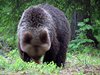 Finland_Bears (39)