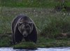 Finland_Bears (53)