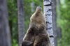 Finland_Bears (23)