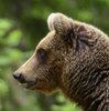 Finland_Bears (43)