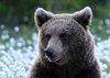 Finland_Bears (68)