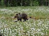 Finland_Bears (60)