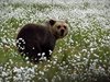 Finland_Bears (57)