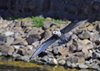 Bornholm (30)