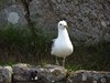 Bornholm (56)