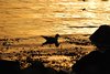 Bornholm (80)