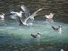 Bornholm (28)
