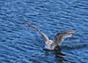 Bornholm (20)