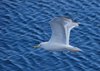 Bornholm (19)