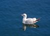 Bornholm (21)