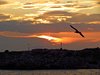 Bornholm (69)