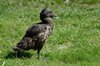 Bornholm (41)