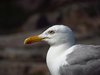 Bornholm (55)