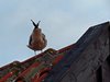 Bornholm (71)