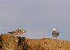 Bornholm (91)