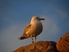 Bornholm (64)