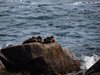 Bornholm (57)