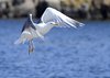 Bornholm (32)