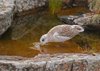 Bornholm (89)