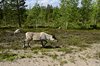 Finland2012 (89)