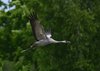 Finland2012 (58)