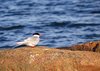 Finland2012 (18)