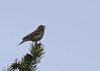 Finland2012 (51)