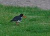 Finland2012 (49)