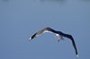 Finland2012 (39)