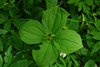 Finland2012 (7)