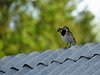 Finland2012 (36)