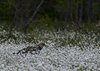 Finland2012 (126)