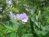 Finland2012 (61)