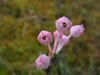 Finland2012 (83)