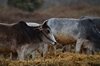 Indien 2012 (48)