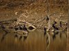 Indien 2012 (10) - Pench