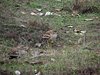 Indien 2012 (73)