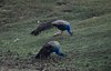 Indien 2012 (54)