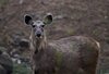 Indien 2012 (53)