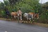 Indien 2012 (72)