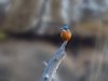 Indien 2012 (165) - Bandhavgarh