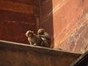 Indien 2012 (237)