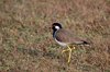 Indien 2012 (91)