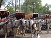 Indien 2012 (233)