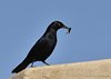 Namibia_2013 (176)