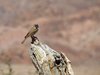 Namibia_2013 (107)