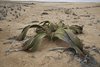 Namibia_2013 (131)