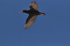 Namibia_2013 (253)