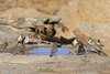 Namibia_2013 (166)