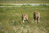 Namibia_2013 (46)